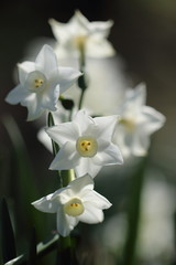 水仙（ペーパーホワイト、縦）