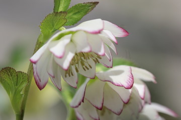 クリスマスローズ