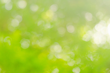 abstract bio green blur nature background trees lush foliage in the park at morning with sunlight.