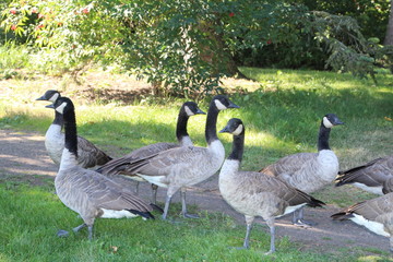Flock Of Geese, Edmonton, Alberta