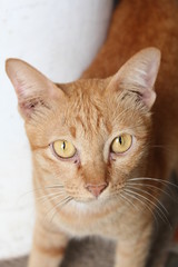 Close up view of orange ginger cat  looking at you with yellow eyes