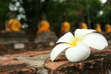 Beautiful white Frangipani/Plumeria flower fall on the floor with blurred a row of old Buddha statue in temple background