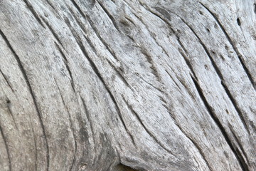 Aged tee bark texture