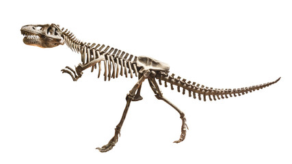 Naklejka premium Skeleton of Siamotyrannus isanensis ( Family of Tyrannosauridae ) on isolated background
