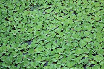 Green duckweed plants floating on the water, use for a background