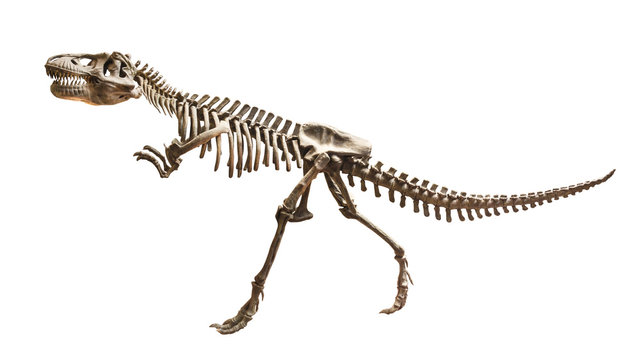 Skeleton of Siamotyrannus isanensis ( Family of Tyrannosauridae ) on isolated background