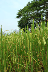 Fototapeta premium Close up view of rice filed in harvest period with blurred big tree background