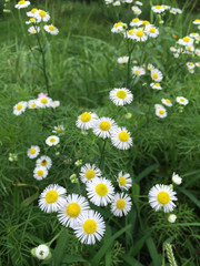 Fototapeta premium Many white daisy flowers with yellow pollen in a meadow