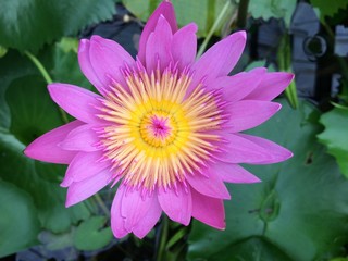 Purple water lily lotus flower with yellow pollen in a pond