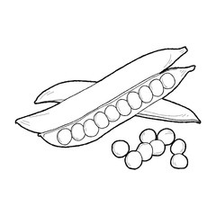 Peas Vector Illustration Hand Drawn Vegetable Cartoon Art