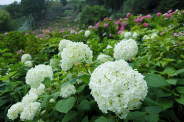 服部農園のあじさい