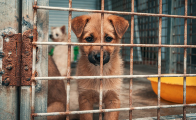 Sad puppy in shelter behind fence waiting to be rescued and adopted to new home. Shelter for...