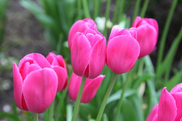Pink tulip in the garden