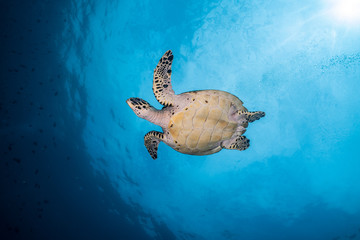 Obraz na płótnie Canvas Hawksbill Turtle