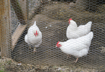 close up on chicken in side coop in back yard 