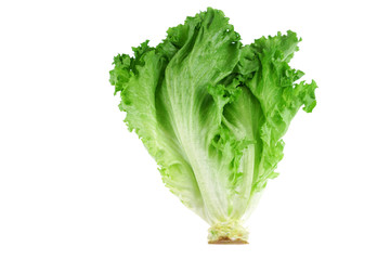 close up on fresh green lettuce texture