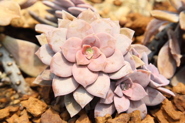 Cactus desert plant.