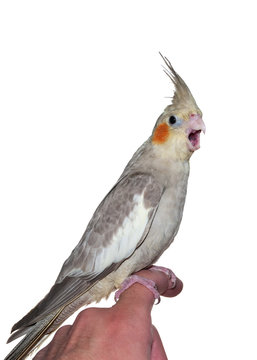 A cockatiel pet with its mouth open standing on a hand
