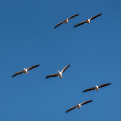 Six white pelicans flying in the sky