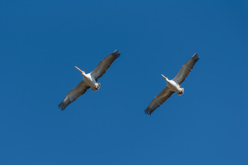 Obraz premium Two dalmatian pelicans soaring in the blue sky