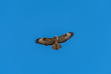 Common buzzard (Buteo buteo) flying in the blue sky