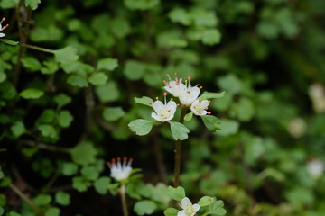 春の妖精、ハナネコノメ。高尾山6号路