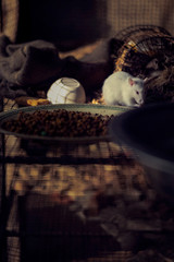 A cute little white Rat feeding
