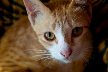 The orange cat eyes turned.