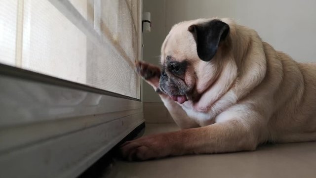 Cute pug dog waiting for owner at the door and stretch lazily. Looking and thinking to play outside. Sleepy and Feeling bored.
