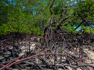 Tropical mangrove forest along coastal in Surin Island, Phangnga, Thailand
