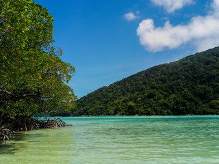 background, beach, beautiful, blue, forest, green, holiday, island, landscape, mangrove, mangrove forest, natural, nature, outdoor, park, plant, root, sea, sky, summer, sunlight, sunny, surin island, 