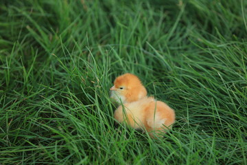Chickens in the Green Lawn