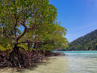 background, beach, beautiful, blue, forest, green, holiday, island, landscape, mangrove, mangrove forest, natural, nature, outdoor, park, plant, root, sea, sky, summer, sunlight, sunny, surin island, 