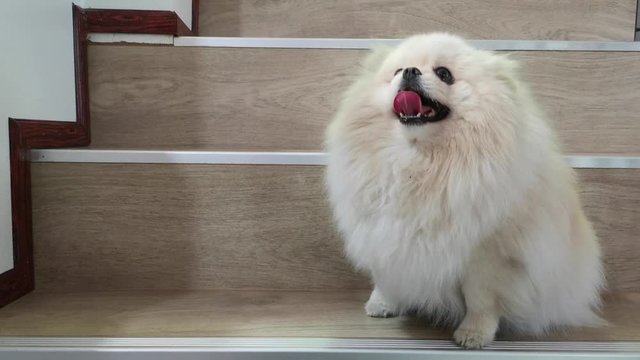 Curious cute puppy pomeranian dog tilting their head with doubt and wiggle ears sitting on white stair. Playful and curious puppy is playing with the owner.