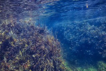 Naklejka na ściany i meble coral reef underwater landscape, lagoon in the warm sea, view under water ecosystem