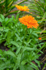 Bright large flower of calendula