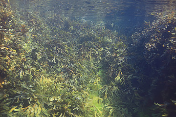Fototapeta na wymiar underwater landscape reef with algae, sea north, view in the cold sea ecosystem