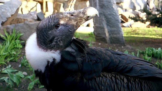 Andean condor sitting on the grass. The bird looks around. Wind rustles its feathers.