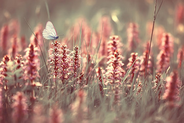 vlinder op een bloem lente of zomer achtergrond / natuur bloemen abstracte zomer warme toning