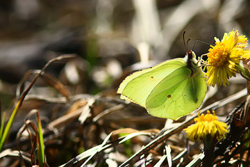 butterfly on a flower spring background, abstract view april wilderness