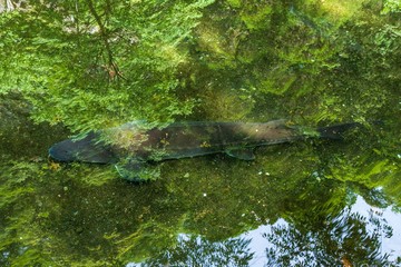 新緑の季節 　森林浴風景イメージ 　池のチョウザメを撮影...