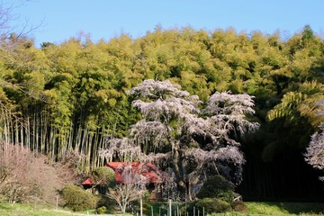 雪村桜（福島県・郡山市）