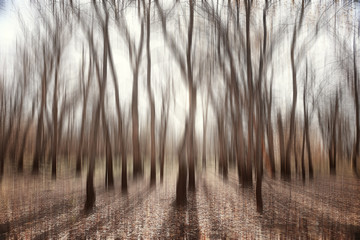 blurred autumn background park / yellow wallpaper, autumn forest, concept of seasonal landscape, trees branches, leaves