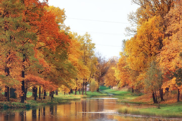 yellow autumn forest landscape / beautiful trees with yellow leaves in the forest, landscape...