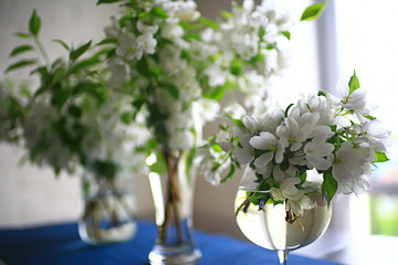 abstract apple tree flowers background, spring blurred background, branches with bloom