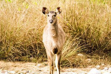 deer fawn