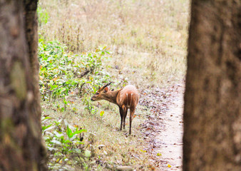 deer in the forest