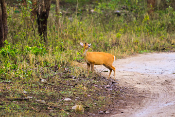 deer in the forest
