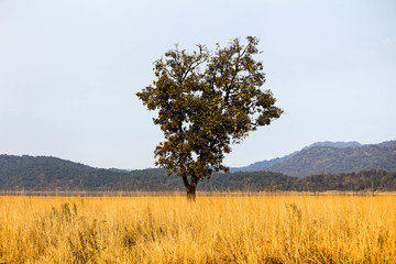 tree in the field