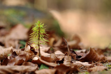 small pine tre in forest. new life concept